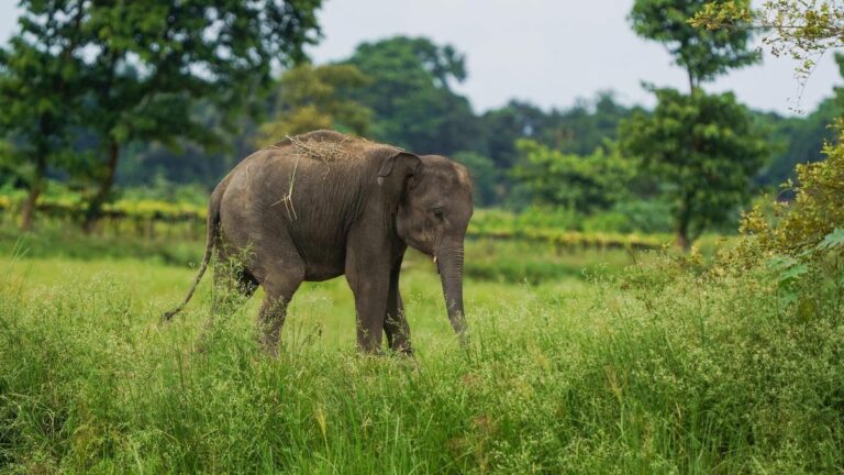 Assam to study revival of wild elephant domestication to reduce human-elephant conflict