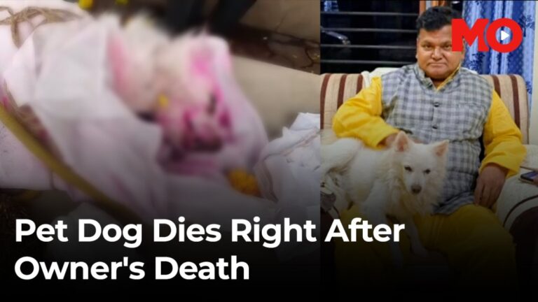 Pet dog 'Duggu' dies shortly after owner's funeral in MP's Betul